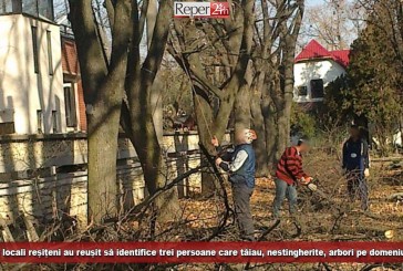 Polițiștii locali reșițeni au reușit să identifice trei persoane care tăiau, nestingherite, arbori pe domeniul public!