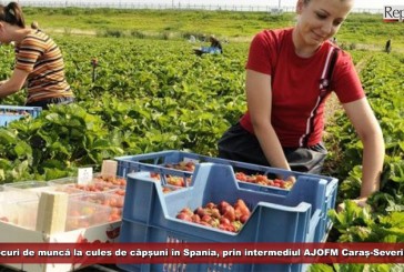 Locuri de muncă la cules de căpșuni în Spania, prin intermediul AJOFM Caraș-Severin! Plata: 40,43 euro brut/zi!