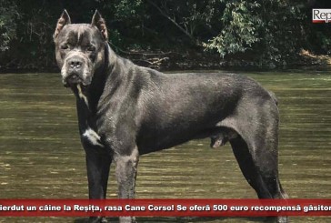 UPDATE: S-a pierdut un câine la Reșița, rasa Cane Corso! Se oferă 500 euro recompensă găsitorului!