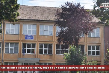 Panică într-o școală din Reșița, după ce un câine a pătruns într-o sală de clasă!