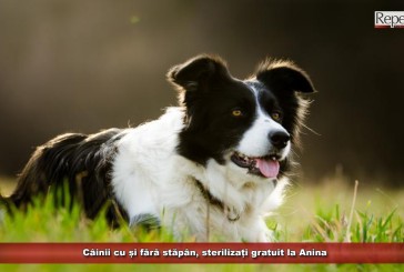 Câinii cu și fără stăpân, sterilizați gratuit la Anina