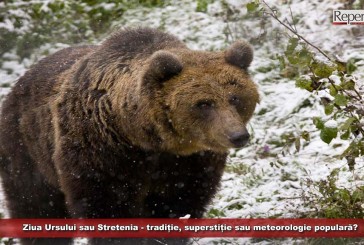 Ziua Ursului sau Stretenia – tradiție, superstiție sau meteorologie populară?