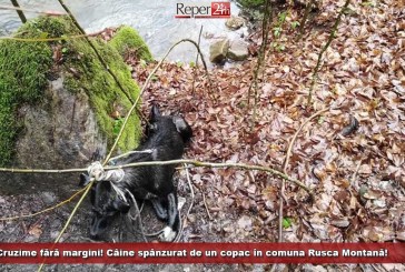 Cruzime fără margini! Câine spânzurat de un copac, în comuna Rusca Montană!