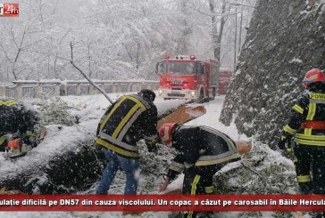 Circulație dificilă pe DN57 din cauza viscolului. Un copac a căzut pe carosabil în Băile Herculane