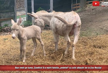Bun venit pe lume, Zamfira! S-a mărit familia „vedetei” cu ochi albaștri de la Zoo Reșița!