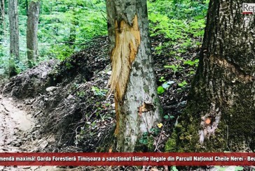 Amendă maximă! Garda Forestieră Timișoara a sancționat tăierile ilegale din Parcul Național Cheile Nerei – Beușnița