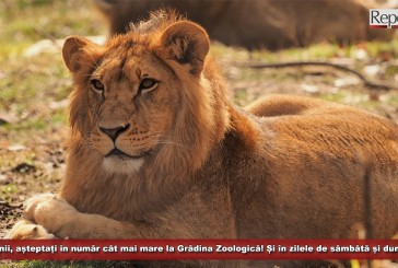 Vizitatorii, așteptați în număr cât mai mare la Grădina Zoologică din Reșița! De acum, și în zilele de sâmbătă și duminică