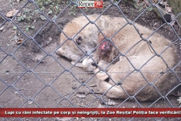 (UPDATE) Lupi cu răni infectate pe corp și neîngrijiți, la Zoo Reșița! Poliția face verificări!