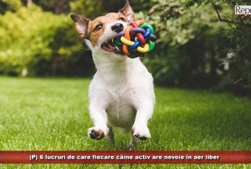 (P) 6 lucruri de care fiecare câine activ are nevoie în aer liber
