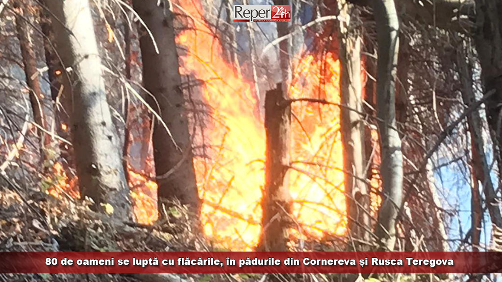 foc