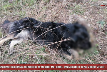 Cruzime împotriva animalelor la Reșița! Doi câini, împușcați în zona Dealul Crucii