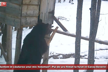 „Suntem în căutarea unui mic hoțoman”. Pui de urs filmat la furat în Caraș-Severin