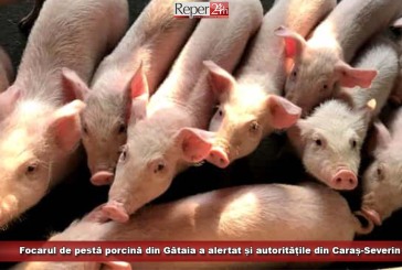 Focarul de pestă porcină din Gătaia a alertat și autoritățile din Caraș-Severin